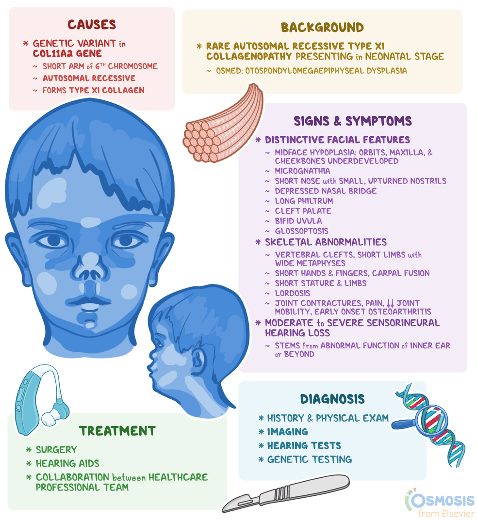 An infographic detailing homozygous otospondylomegaepiphyseal dysplasia (OSMED).