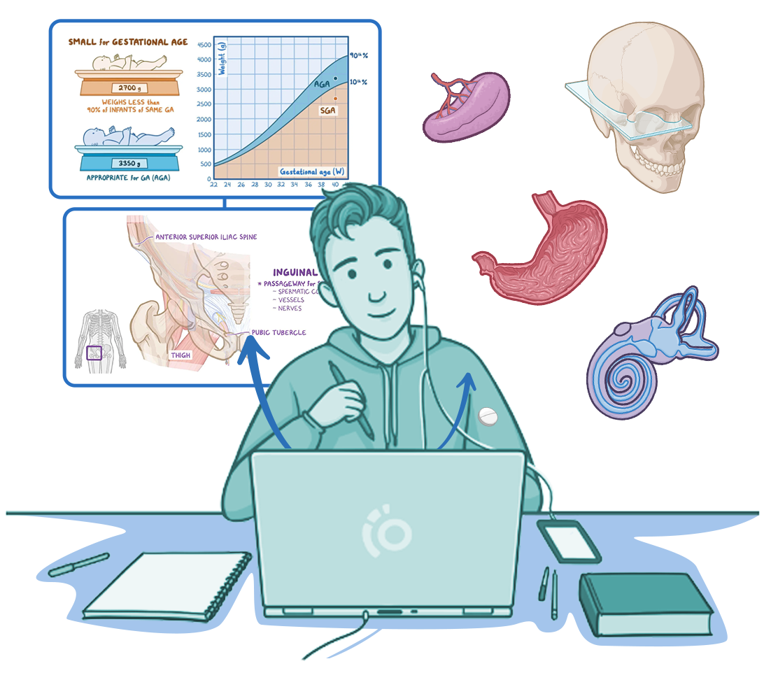 Illustration of a healthcare student studying on a laptop while reviewing medical topics displayed around them. Educational diagrams include fetal growth and gestational age, inguinal anatomy, the stomach, inner ear anatomy, the placenta, and the skull. A notebook, textbook, and smartphone sit on the desk, and arrows connect the learner to the study materials, emphasizing self-directed learning and preparation for a medical licensing examination.